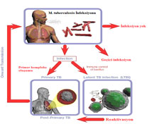 <strong><em>tüberküloz</em></strong> Hastalığı Haritası