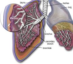 mezotelyoma_testi